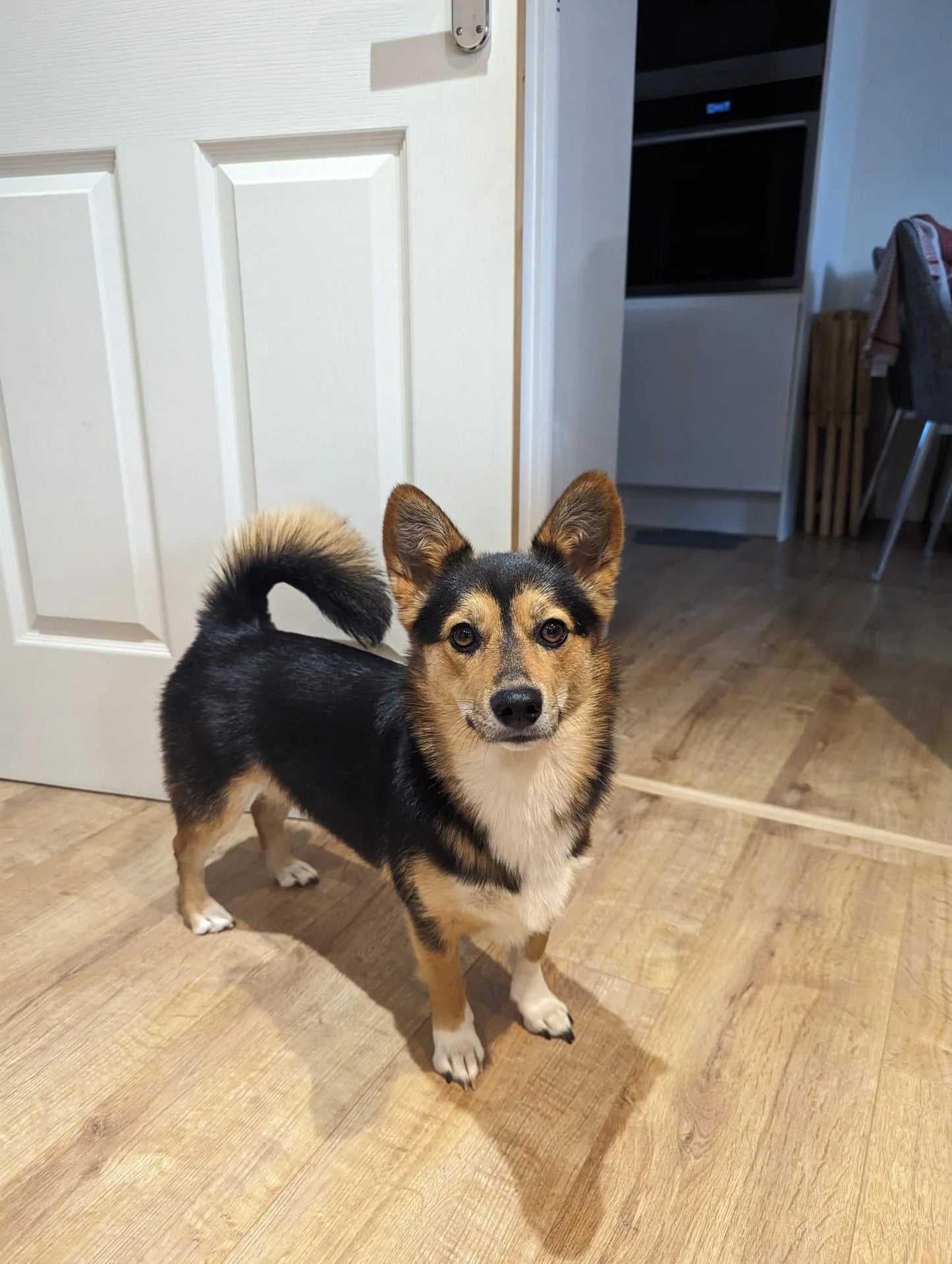 1 Pet